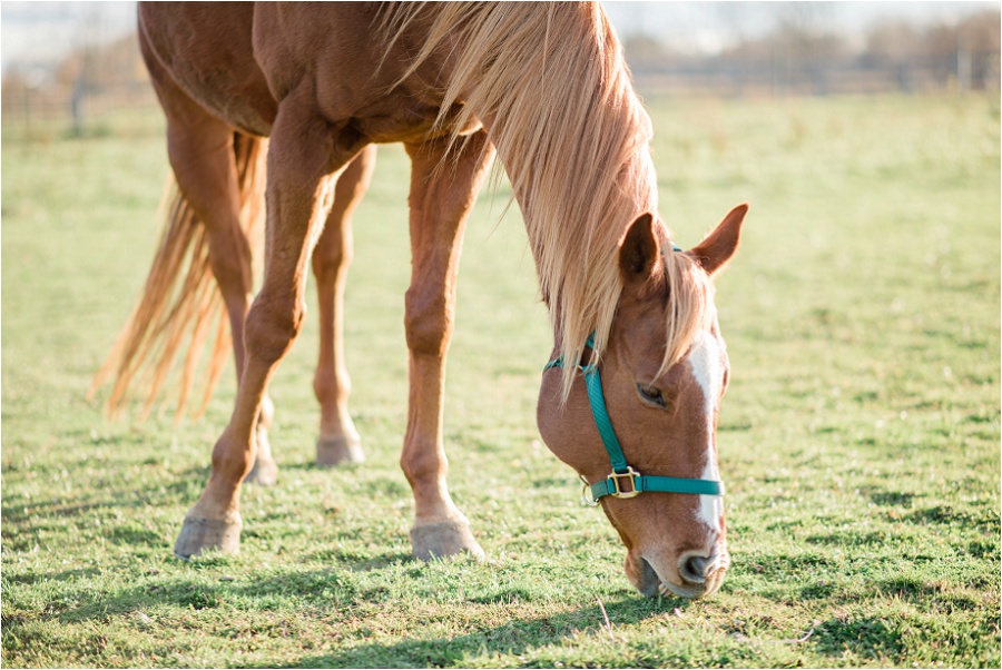 Brantford-engagement-photographer-Farm-Mount-pleasant-horses-joyful-karina-anne-photography_0016